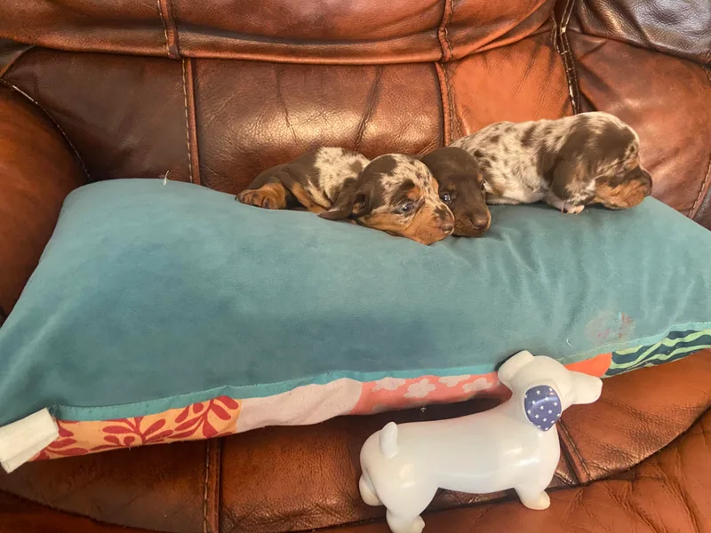 Capital City Dachshunds