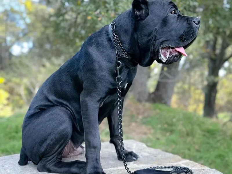 Capitol City Cane Corso