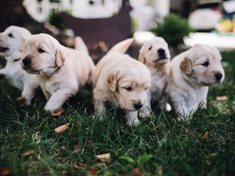 Cappi Mercer's Golden Retrievers