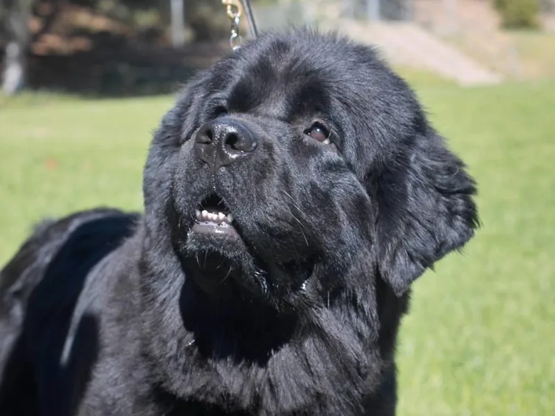 Capriccio Farm Newfoundlands
