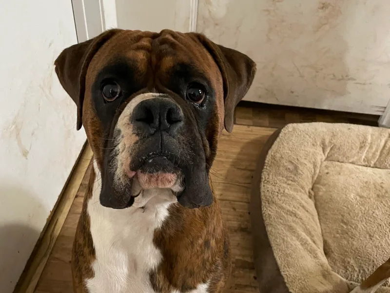 Caprock Boxers and Bullmastiffs