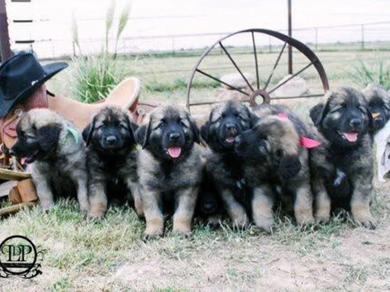 Caprock Leonbergers photo 1