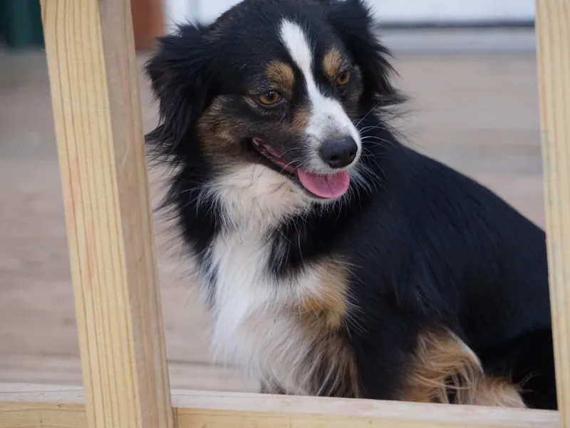 Caprock Mini &amp; Toy Aussies