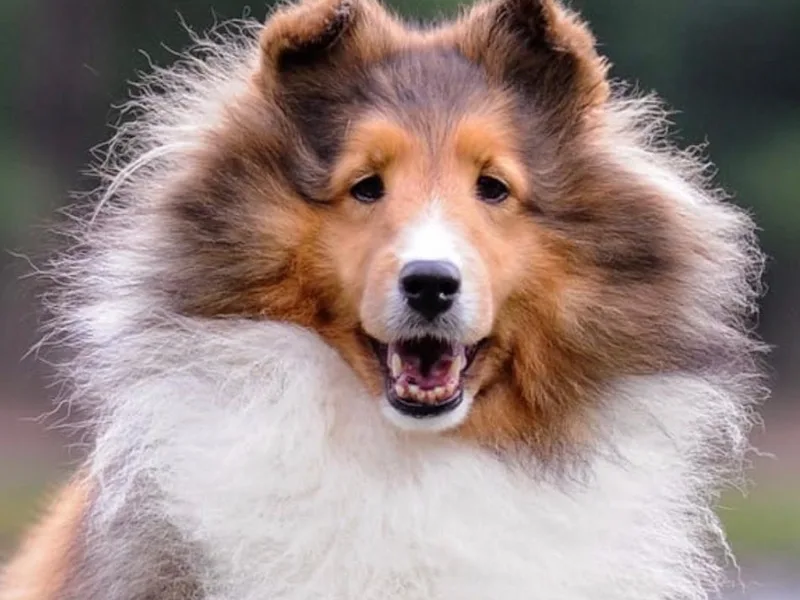 Caprock Shetland Sheepdogs