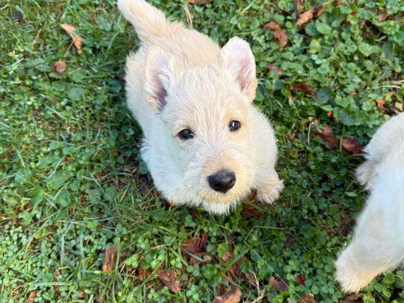 Capstone Scottish Terriers