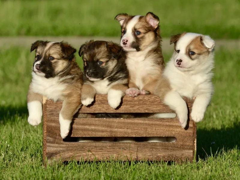 Caradoc Kennel photo 1