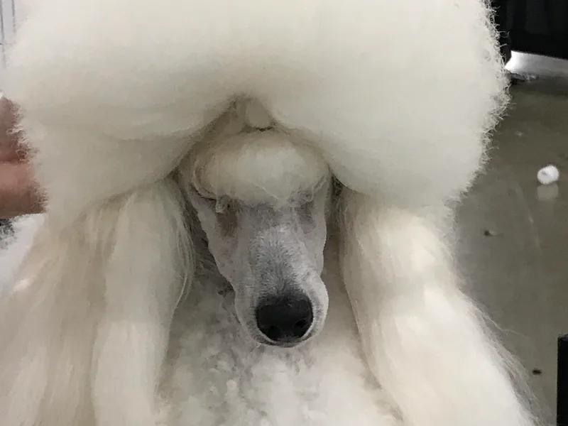 Caralot Miniature Poodles