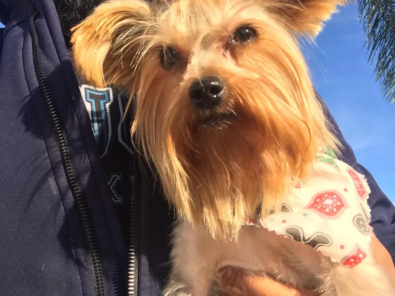 Carbajal Yorkshire Terriers