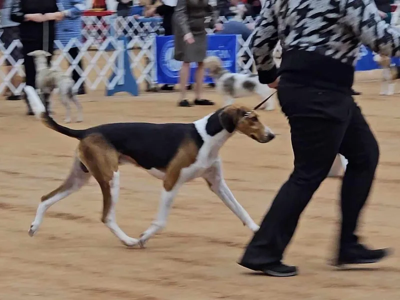 Carben Copy’s American Foxhounds photo 1