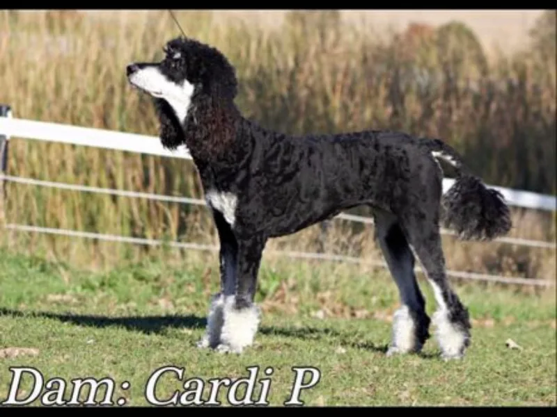Cardi the Poodle and Friends