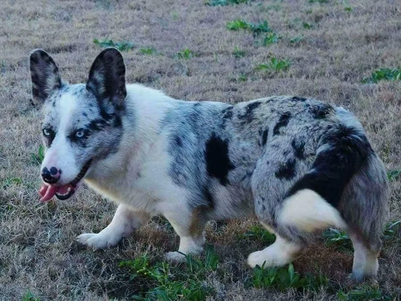 Cardigan Corgi Cuties 💓