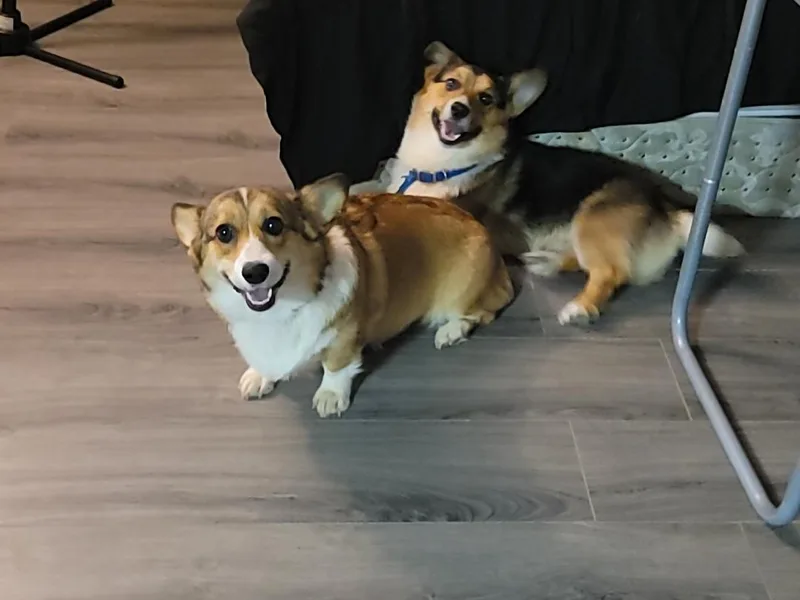 Cardinal Corgis