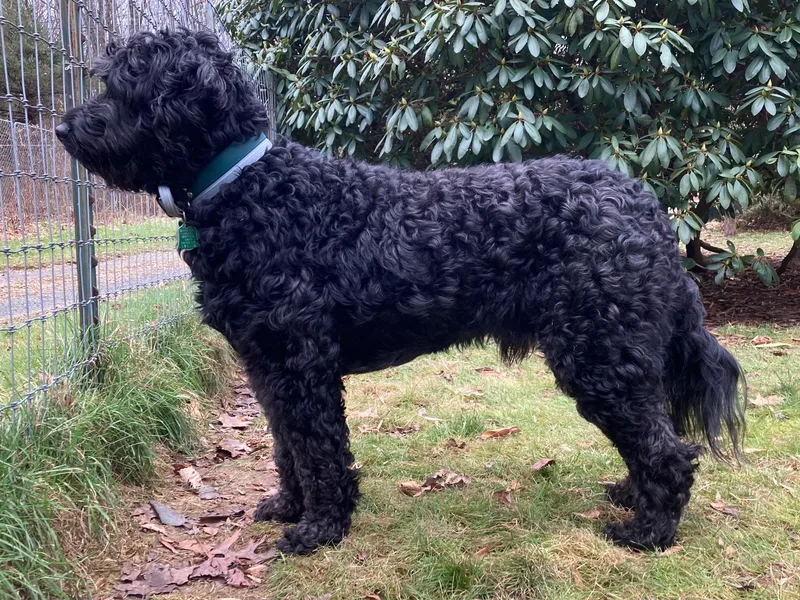 Cardinal’s Crossing Australian Labradoodles