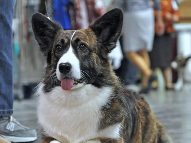 Cardiridge Cardigan Welsh Corgis