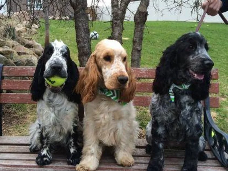Carefree English Cocker Spaniels