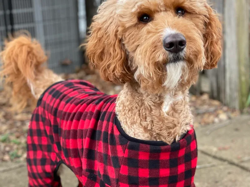 Carefree Goldendoodles
