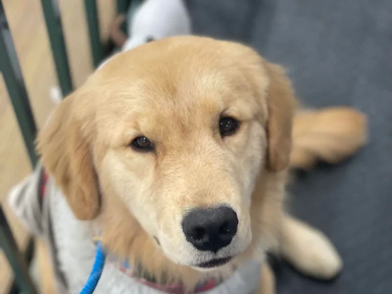 Carefree Samoyeds &amp; Deserthills Labradors