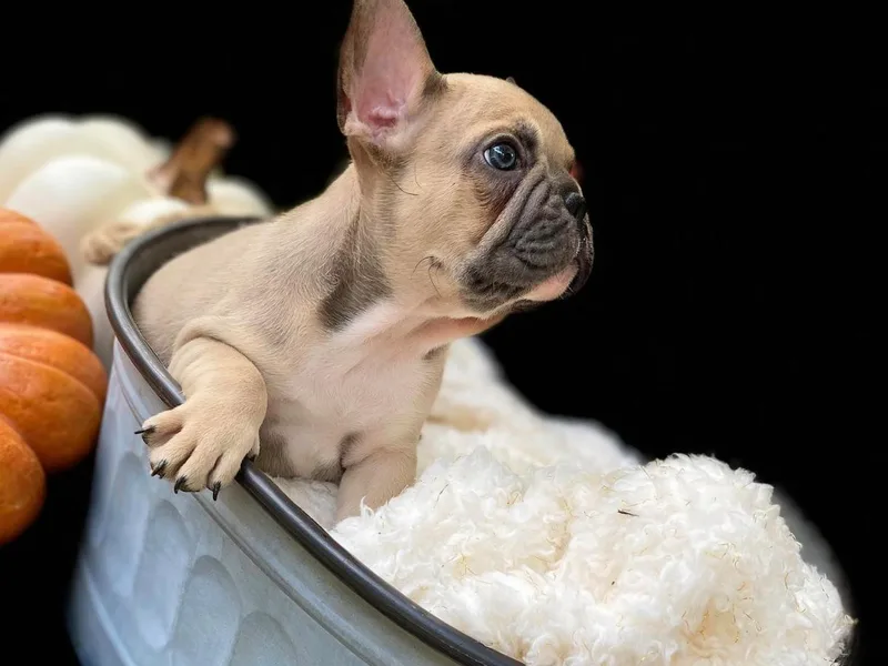 Caring Hearts Kennel