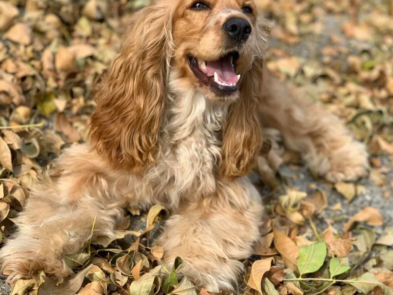 Carino's Cocker Kennel