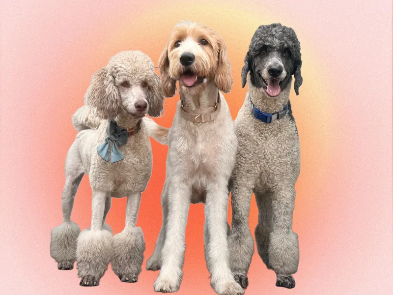 Caris Paws Poodles and Labradoodles
