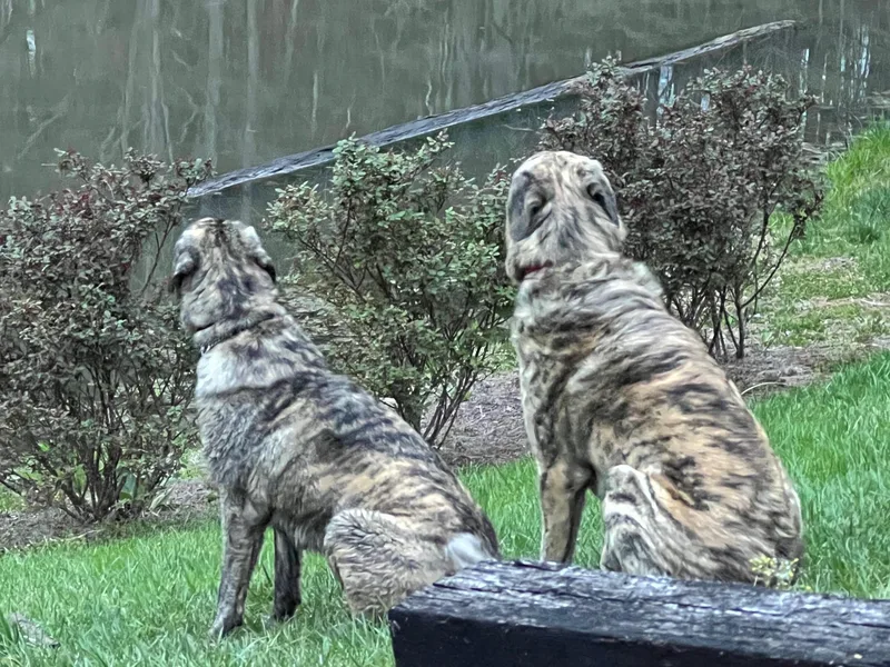 Carla's Anatolian Shepherd Dogs