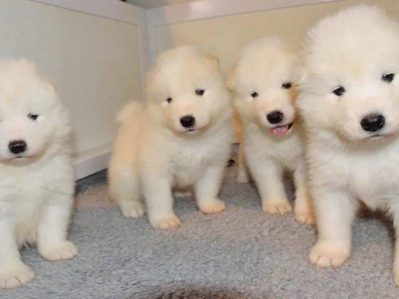 Carla's Samoyeds