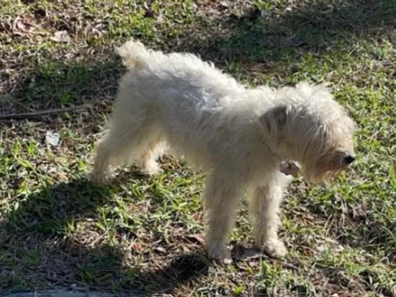 Carlea's Miniature Schnauzers