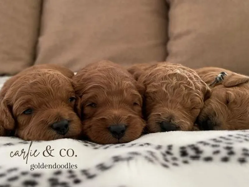 Carlie and Co. Goldendoodles