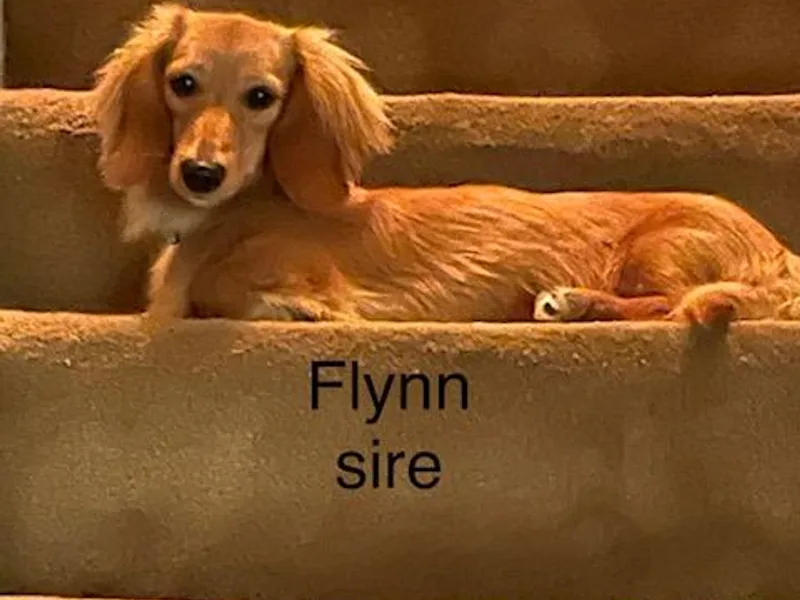 Carlin's Weiner Haus