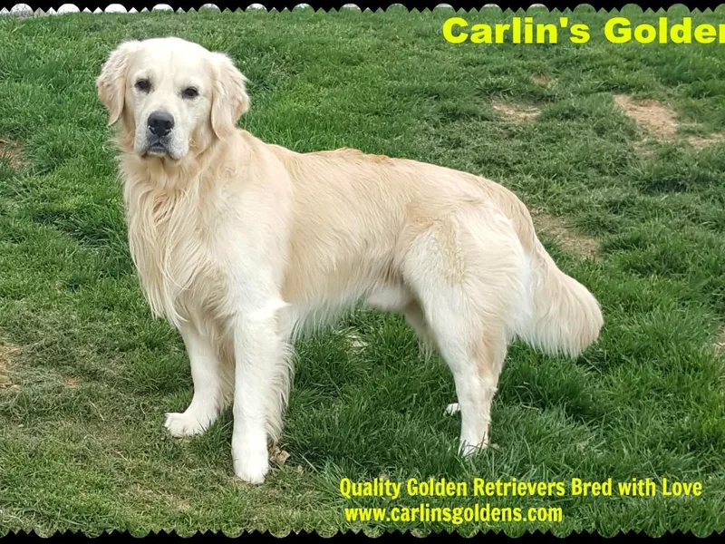 Carlins Goldens