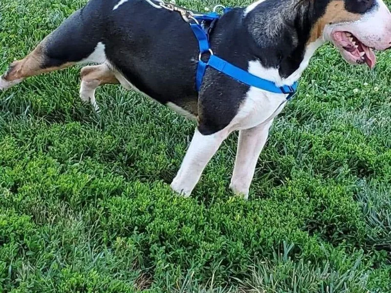 Carlos Hernadez' Bull Terriers