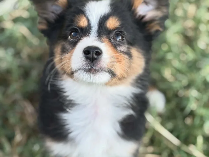 Carlsbad Toy Aussies