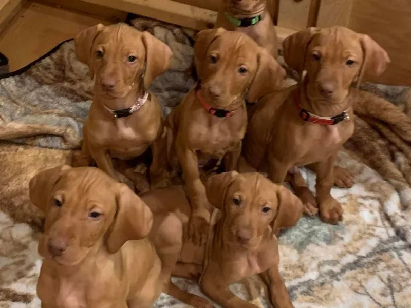 Carlson Vizslas