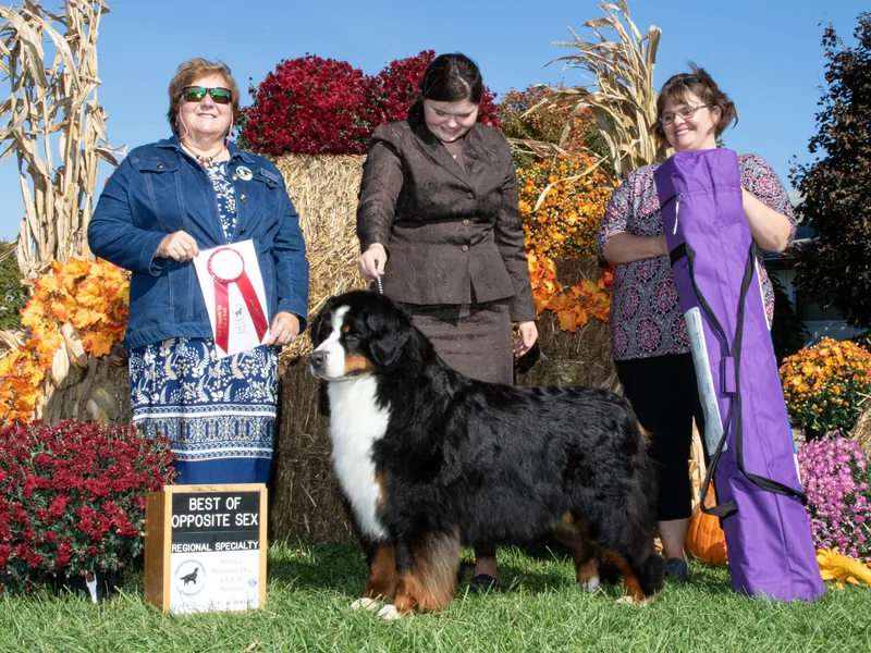 Carma Que’s Bernese Mountain Dogs