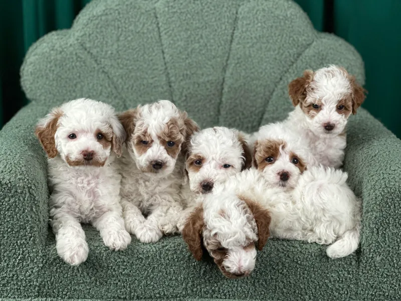 Carman's Miniature Poodles