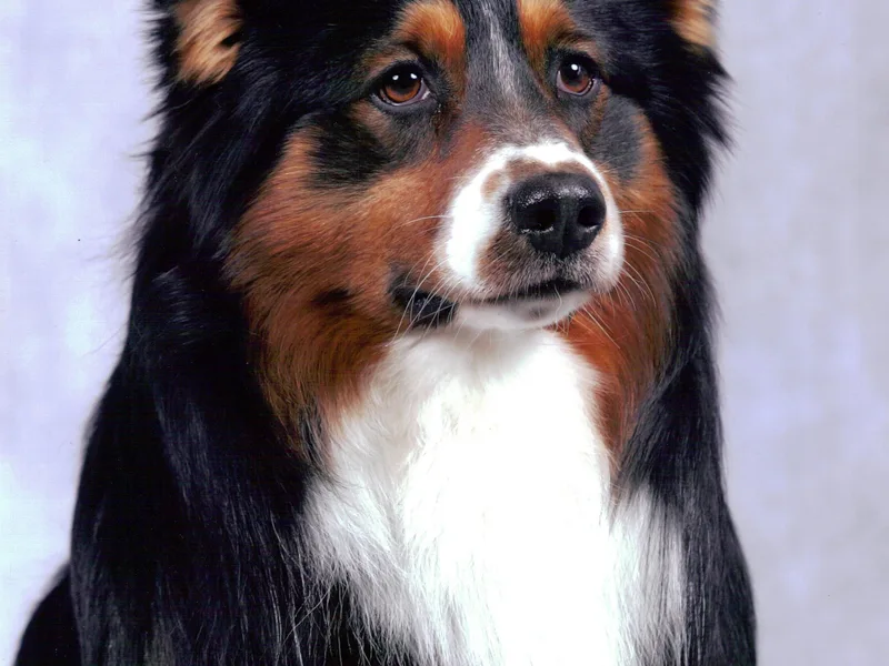 CarMel Australian Shepherds