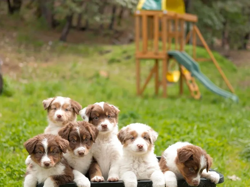 Carmel Mountain Aussies