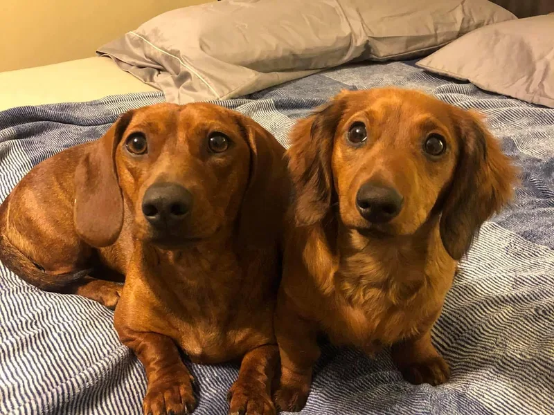 Carmen Coon's Dachshunds
