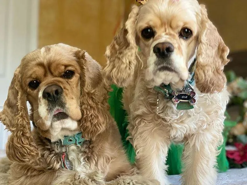 Carmia’s cocker spaniel