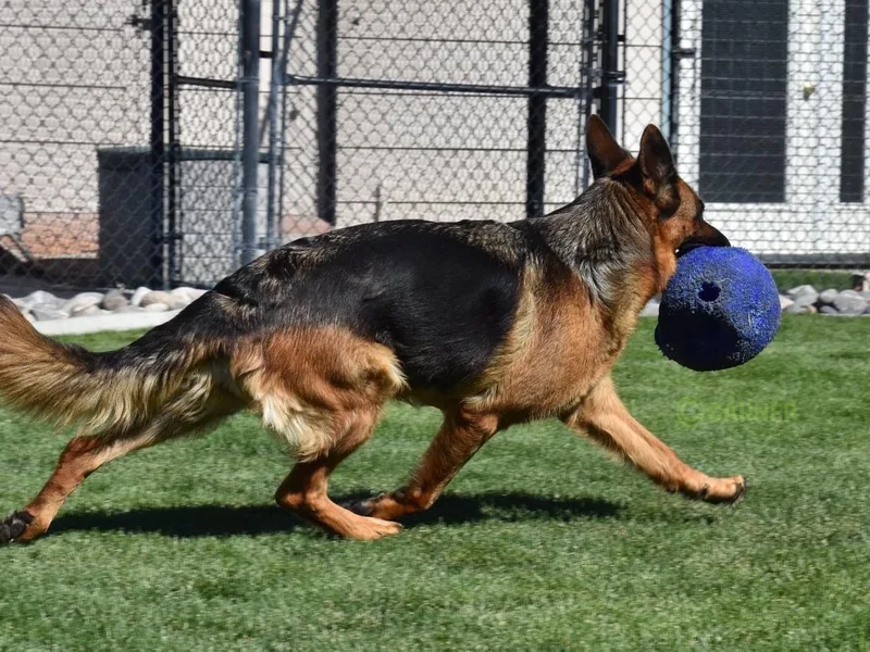 Carner German Shepherds