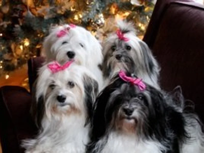Carneys Havanese Haven