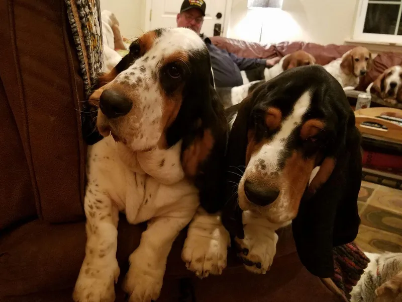 Carol Clark's Basset Hounds