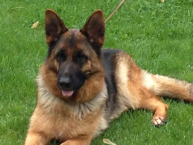 Carol Grossman German Shepherd's