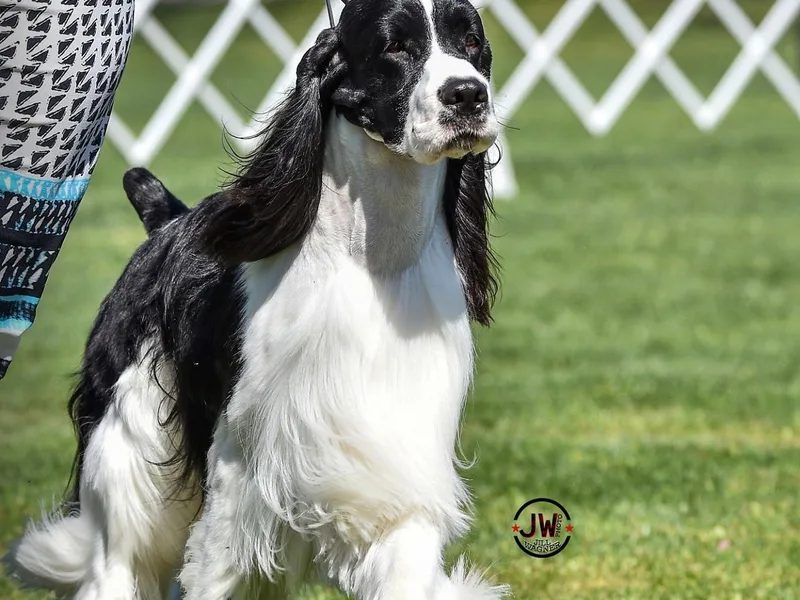 Carol Jansen's Cascadian Springer Spaniels