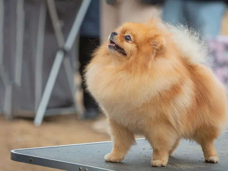 Carol Leemhuis / Carleez Poms / PA 5179