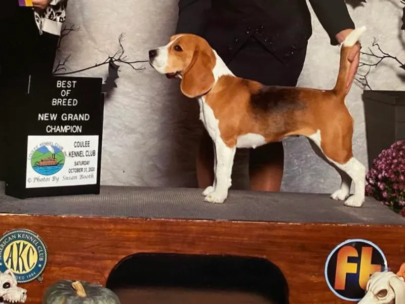 Carol's Beagles