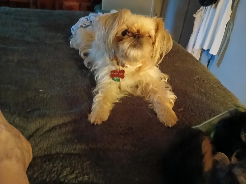 Carol's Brussels Griffon