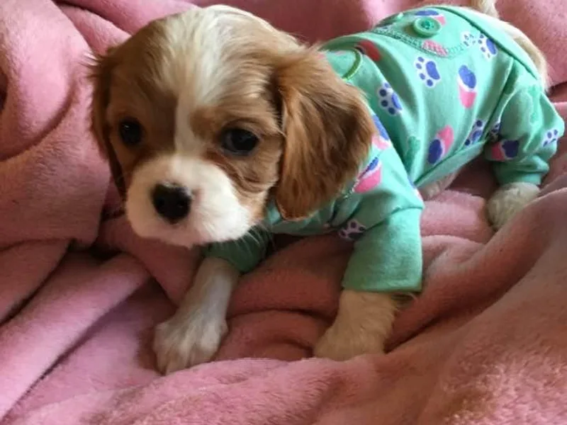 Carol’s Cavaliers