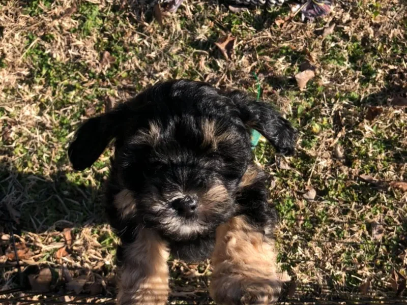 Carol's Doodle Caboodle