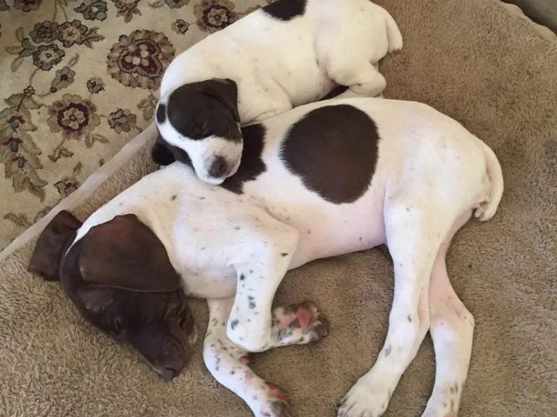 Carol's German Shorthaired Pointers photo 1